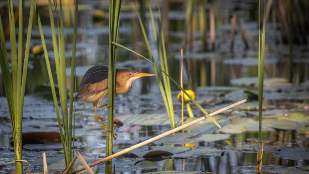 istock Least bittern, (Ixobrychus exilis), Avetorillo Americano, Petit Blongios. 1496470160
