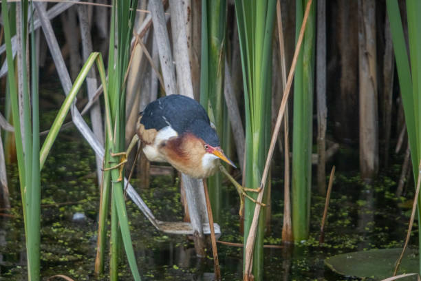 istock Least bittern, (Ixobrychus exilis), Avetorillo Americano, Petit Blongios. 1496470189