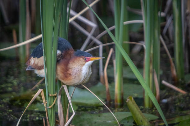 istock Least bittern, (Ixobrychus exilis), Avetorillo Americano, Petit Blongios. 1496470193