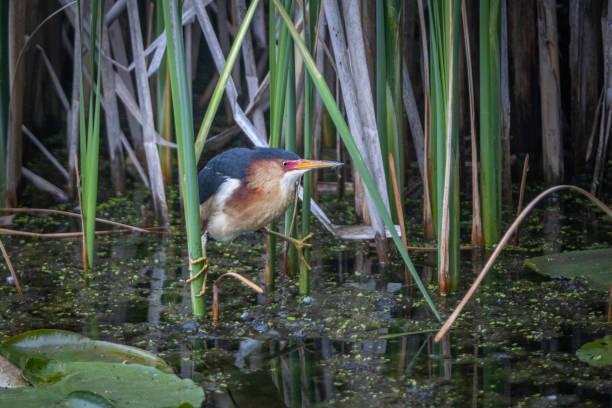 istock Least bittern, (Ixobrychus exilis), Avetorillo Americano, Petit Blongios. 1496470225