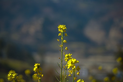 A vibrant yellow wildflower in full bloom, standing alone against a mountainous backdrop