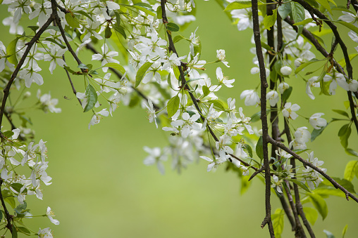 Blossom of toringo crabapple on a green background in Japan.