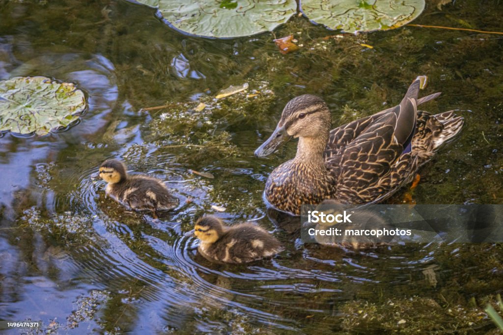 Mallard duck female and three babies, (Anas platyrhynchos), Ánades Azulón, Canard colvert femelle. A female mallard duck and her little ducklings in the natural environment in the Laurentian Forest of Quebec in Canada. Adventure Stock Photo