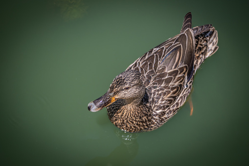 A female mallard duck in the natural environment in the Laurentian Forest of Quebec in Canada.