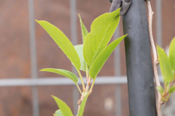 folhas verdes de actinidia arguta kiwi em uma cerca de metal. foco seletivo com profundidade de campo rasa - actinidia - fotografias e filmes do acervo