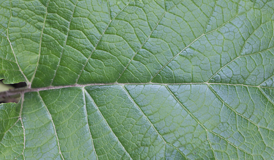Close up of a green leaf of burdock with veins and veins, texture background.