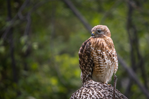 Red-shouldered hawk is looking for a prey in his natural environment.