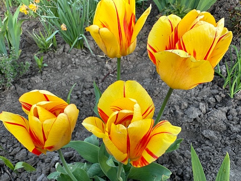 Blooming yellow tulips with a red border of the Leen van der variety. Yellow tulips grow in a private flower garden