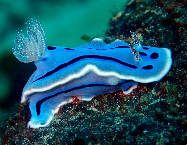 limaces de mer bleues nudibranches - nudibranch photos et images de collection