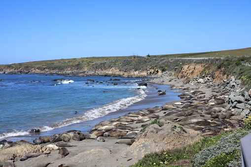 Elephant Seals resting on pacific coastline beach San Simeon California