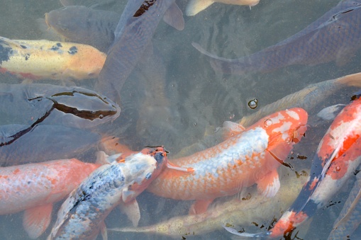 Zen like carp are common feature in Japanese gardens