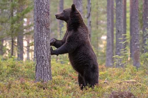 A bear standing in a forest vertical view in north of Finland near kumho