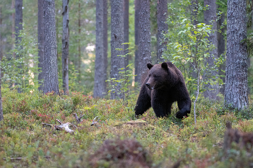 A bear walking in a forest in autumn in north of Finland near kumho  – Finland
