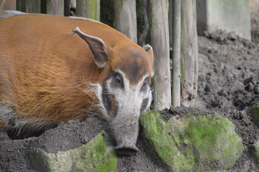 A view of an enormous pig, seen inside a metal animal pen, at a local livestock showing.