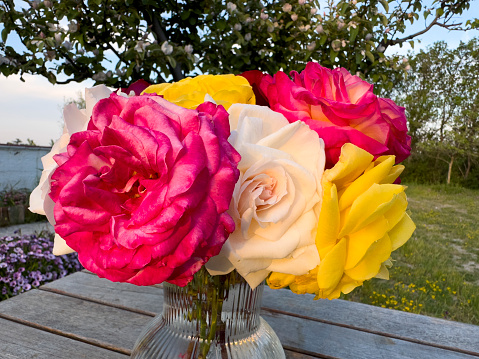 Variation or group of garden roses flowers in small vases or bottles