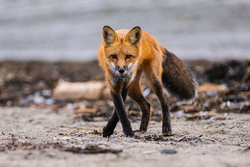 Red fox sitting on white moss white a green background in the spring season displaying fox tail, fur, in its environment and habitat. Fox Image. Picture. Portrait. Photo.