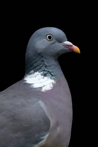 Photo of Wood Pigeon Bird Portrait