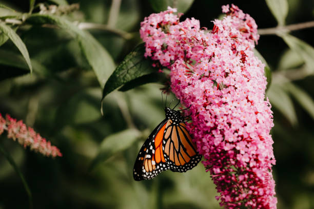 istock Monarch Butterfly on Butterfly Bush Flower 1496485383