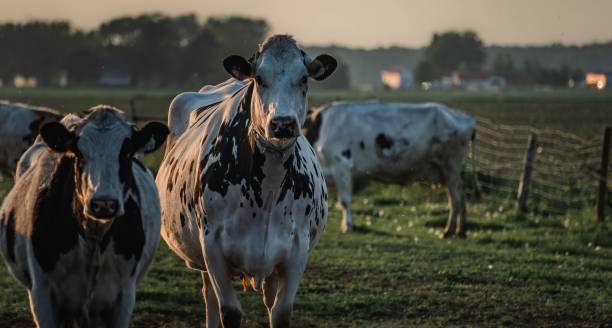 istock Les vaches au champs 1496485627