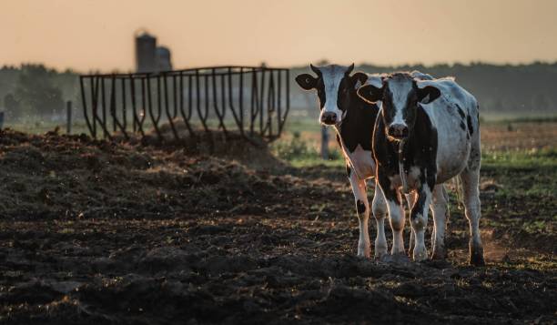 istock Les vaches au champs 1496485628