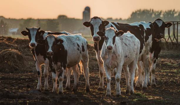 istock Les vaches au champs 1496485634