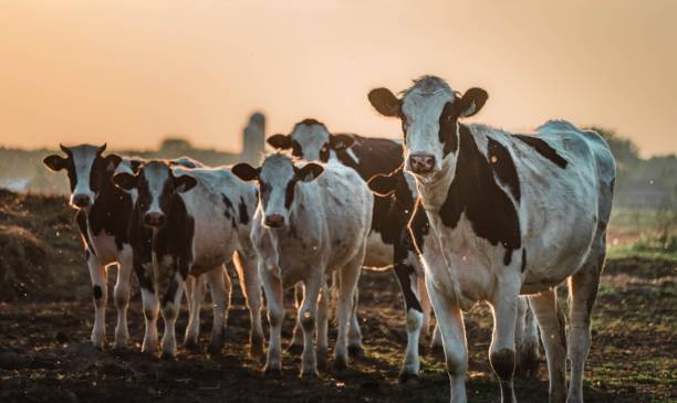 istock Les vaches au champs 1496485639
