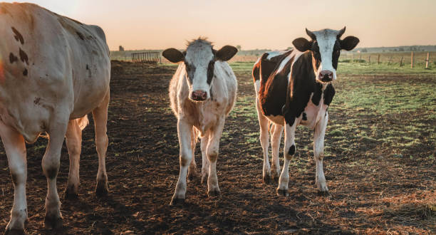 istock Les vaches au champs 1496485660