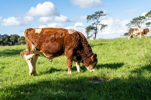 cow grazing on a sunny day at a farm live stock