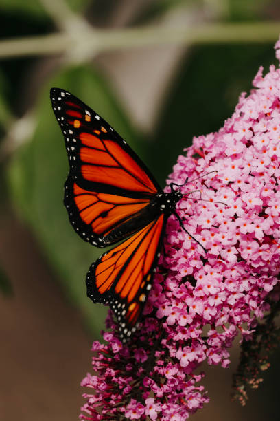 istock Monarch Butterfly on Butterfly Bush Flower 1496488038