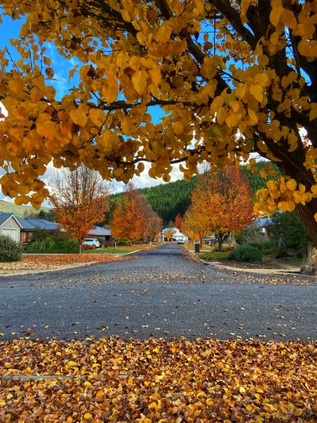 istock Autumn trees in suburban neigbourhood 1496490295