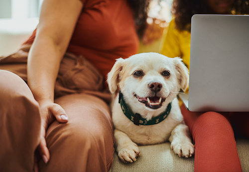 Unrecognized young black mother and daughter sit with their dog on a sofa in their lounge, watching a movie on their laptop computers. Stock photo