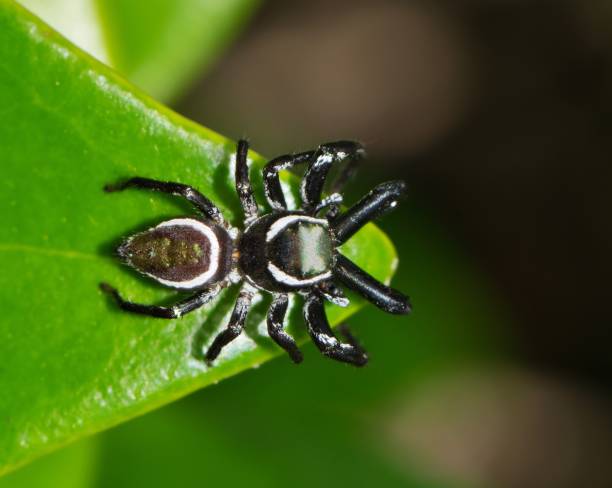 Jumping Spider (Messua limbata) on Indian hawthorn leaves, dorsal view. Jumping Spider (Messua limbata) on Indian hawthorn leaves, dorsal view. This arachnid species is found in the southern USA and Mexico. indian hawthorn stock pictures, royalty-free photos & images