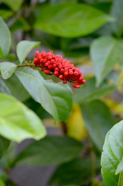 istock Flower plant monkey brush vine (Combretum rotundifolium) 1496497091
