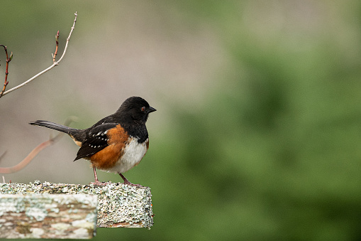 Rufous sided towhee with blurred background