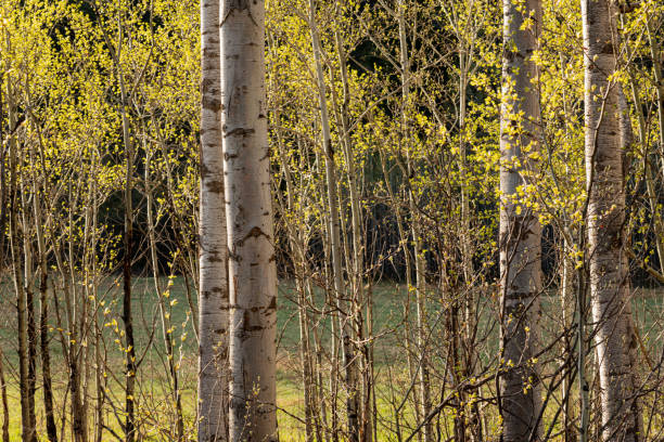 istock Quaking Aspens in the golden hour 1496498062