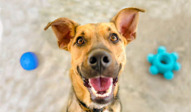 istock Dog Toy Happy Excited Playing 1496498277