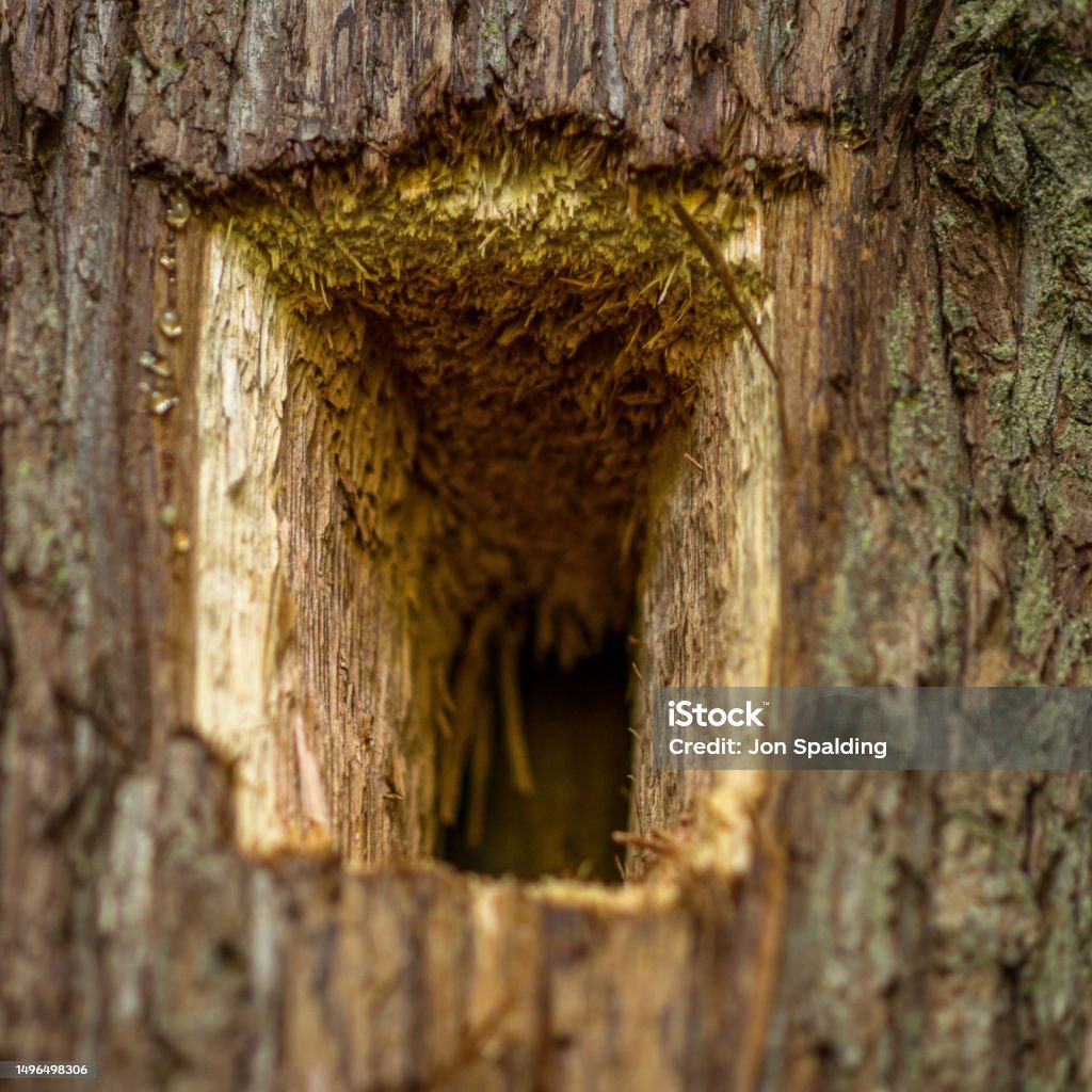 Pileated Woodpecker Cavity Closeup of rectangular cavity in cedar tree created by Pileated Woodpecker Drilling Canada Stock Photo