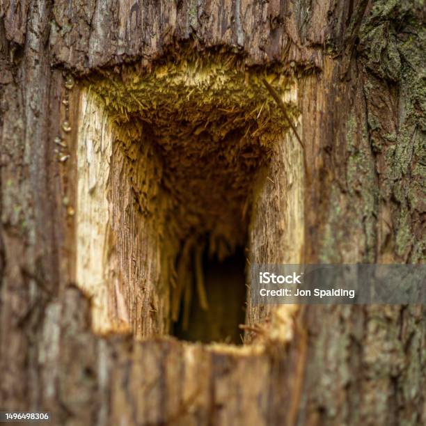 Pileated Woodpecker Cavity Stock Photo - Download Image Now - Canada, Cedar Tree, Close-up