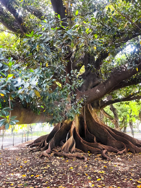 Ombu tree in Buenos Aires Argentina.