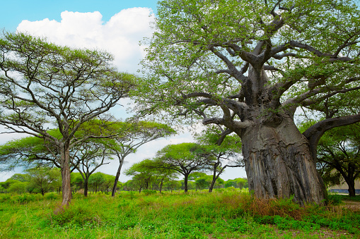 African savanna landscape in Tanzania. Travel Africa concept