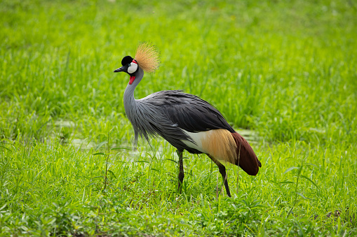 Grey crowned crane (Balearica regulorum) in savannah Africa. Wild Animal and travel concept