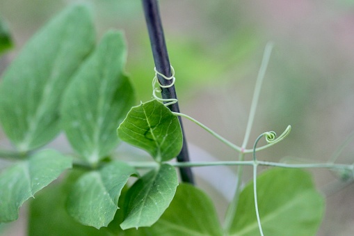 Tendrils from a pea plant climb up a stake