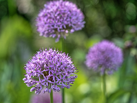 Allium giganteum, common name giant onion, is an Asian species of onion,