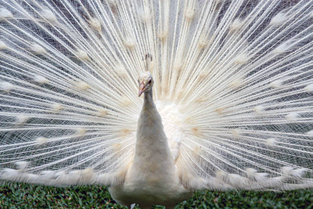 Indian peafowl,Pavo cristatus, also known as the common peafowl, and blue peafowl,