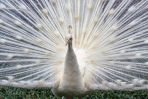 white peacock with open tail behind bars