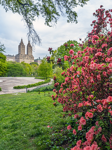 Spring in Central Park, New York City