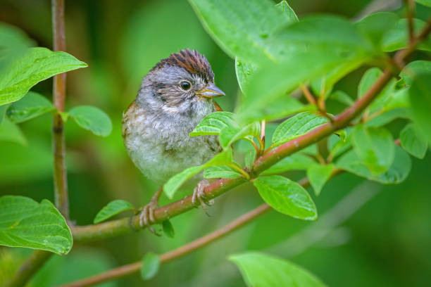 istock Swamp Sparrow perched on branch with green leaves 1496504190