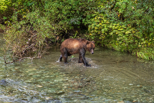 Grizzly bear fishing in the river catching spawning salmon in Hyder, Alaska.