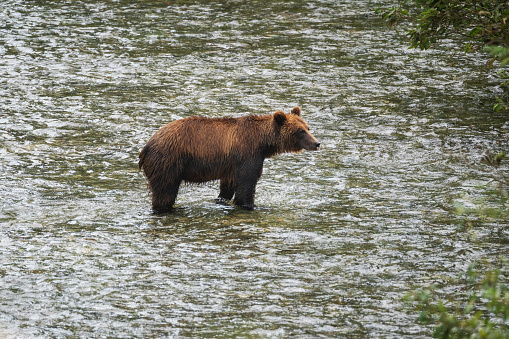 Female brown bear waiting high on a bank for salmon to pass by in hopes to catch one to eat.