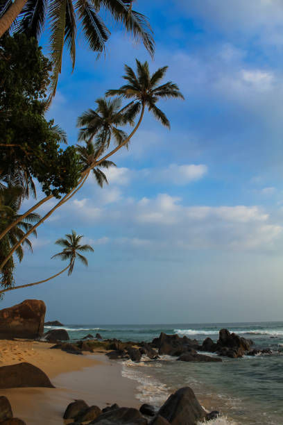 スリランカ、ダラウェラの岩の上のヤシの木、青い空 - asia forest sri lanka rock ストックフォトと画像